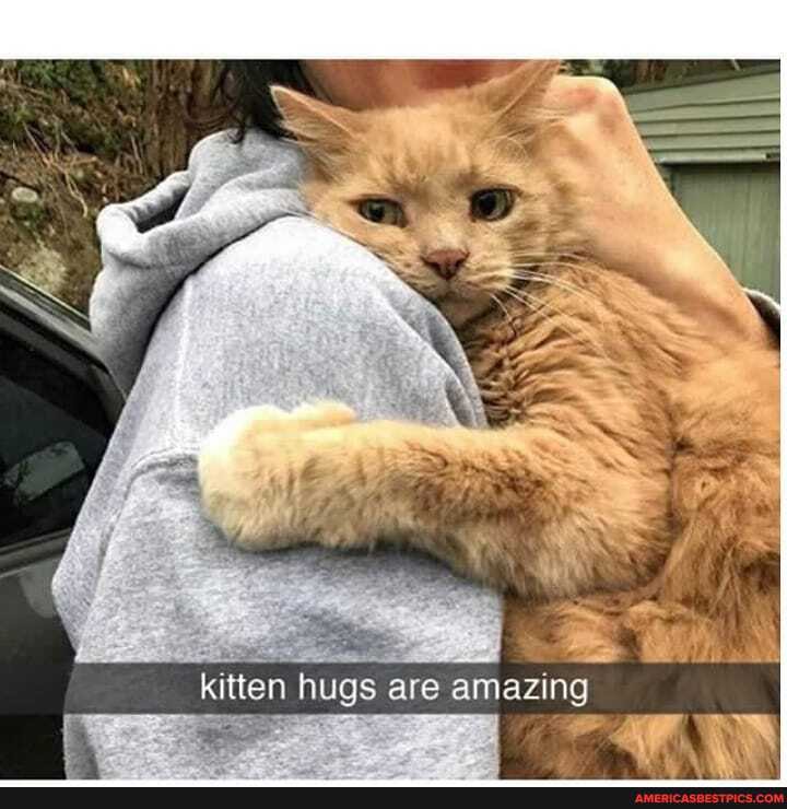 kitten hugs are amazing