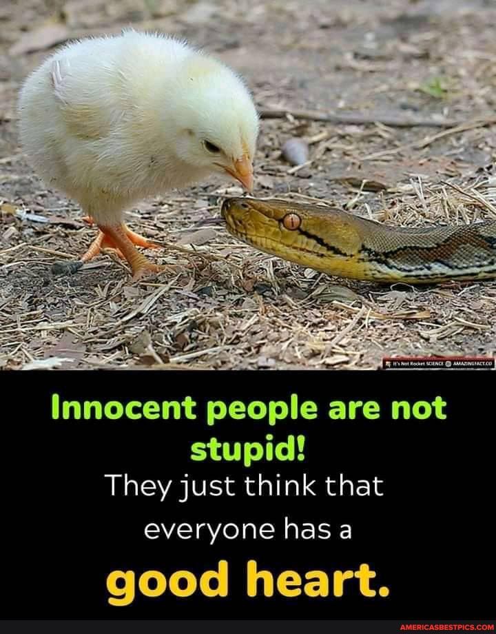 Innocent people are not stupid!
They just think that everyone has a
good heart.