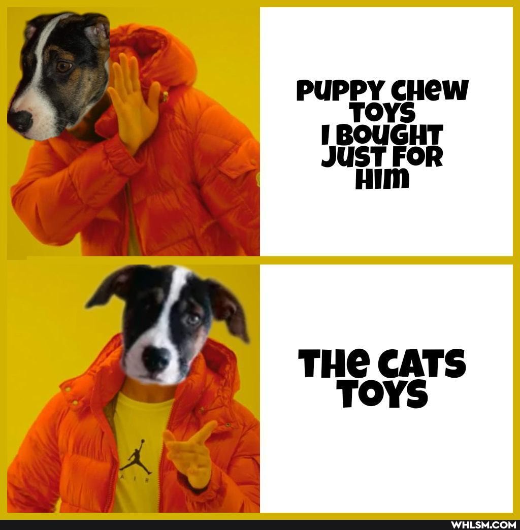 PUPPY CHew
BOUGHT SUST FOR Him
THE CATS TOYS