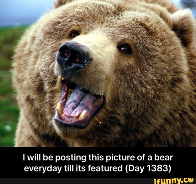 I will be posting this picture of a bear
everyday till its featured (Day 1383) - I will be posting this picture of a bear everyday till its featured (Day 1383)