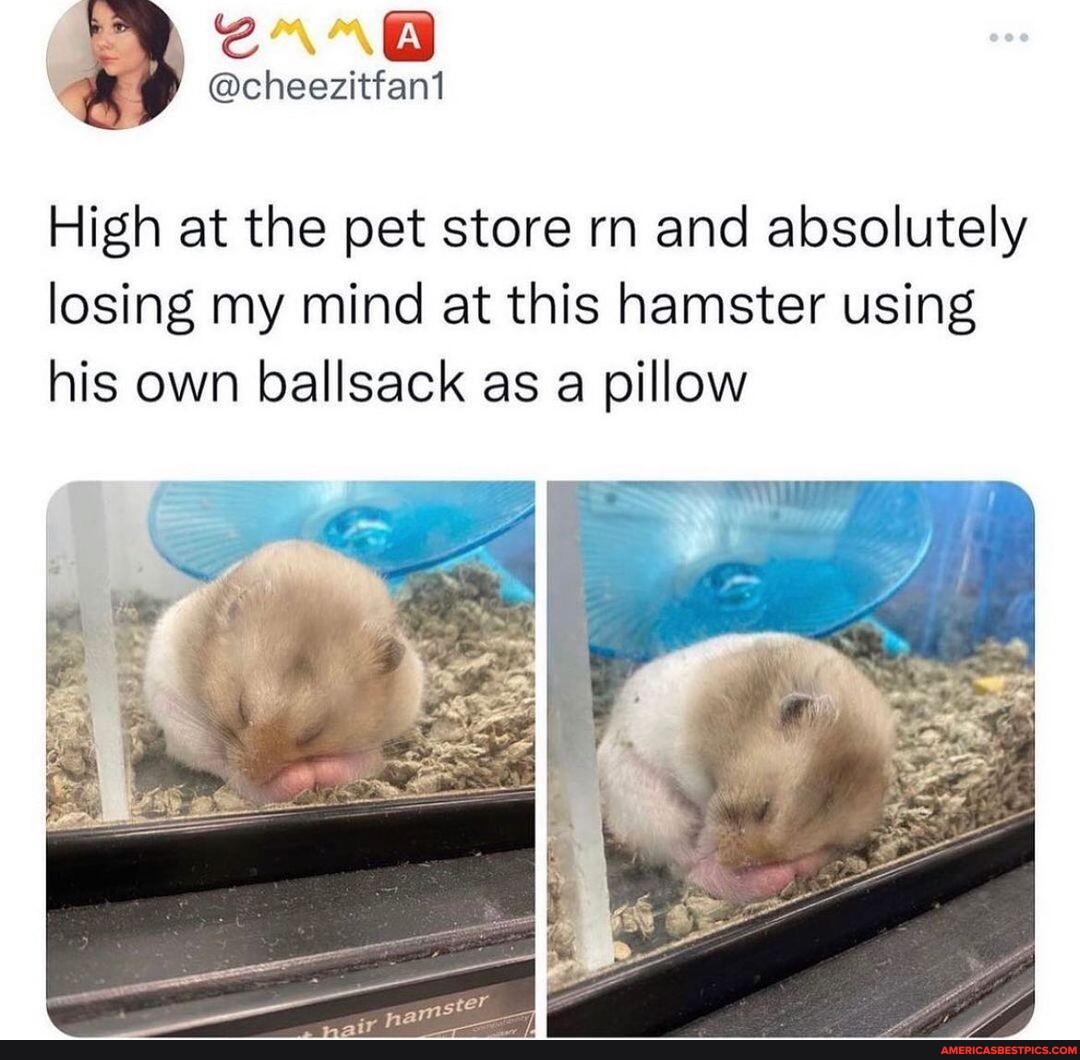 This is so funny 🚰 - High at the pet store rn and absolutely losing my ...