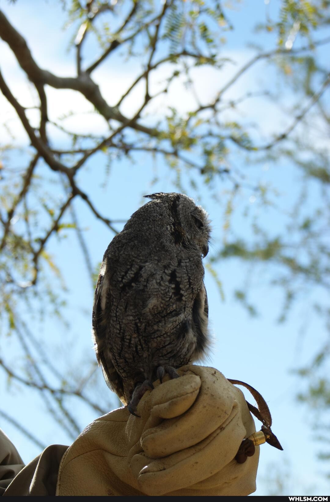desert_museum, photography, high_resolution, owl
