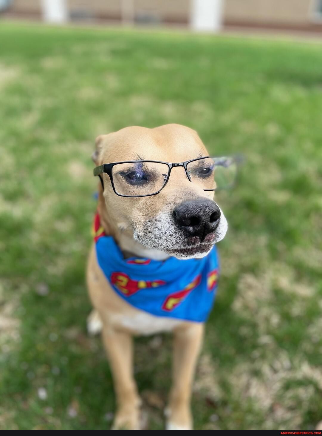 duncan, black, mouth, cur, rescue, snoot, turned, grey