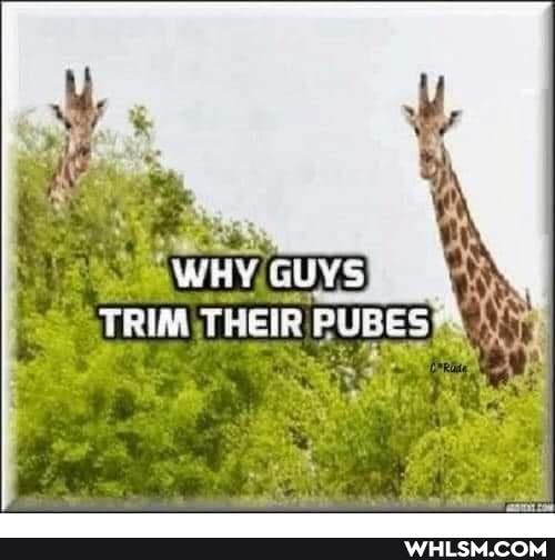 WHY GUYS I TRIM TRE PUBES