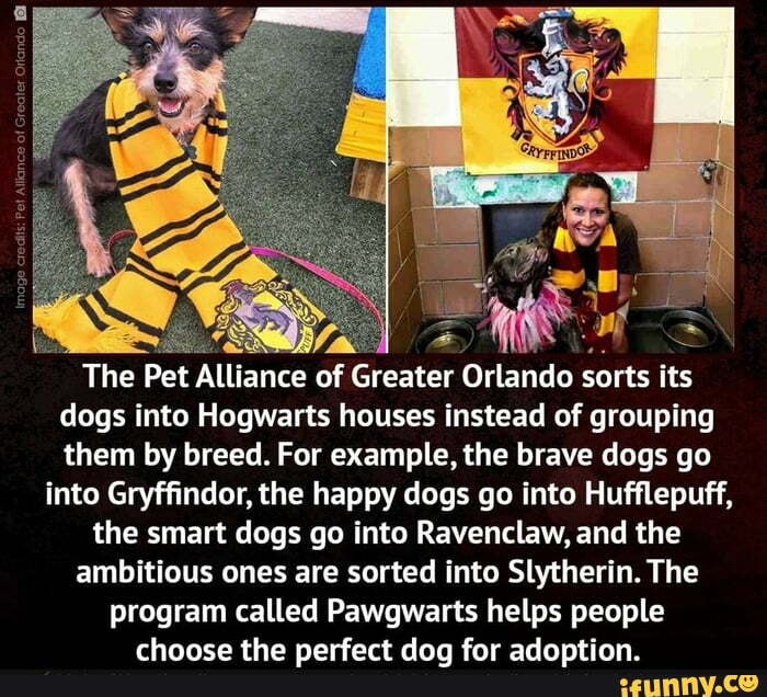 The Pet Alliance of Greater Orlando sorts its dogs into Hogwarts houses