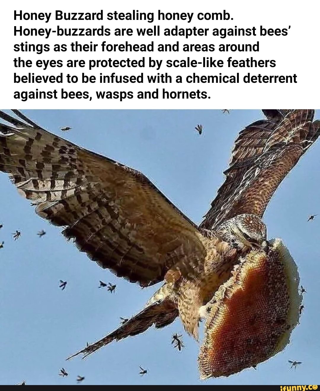 Honey Buzzard stealing honey comb. Honeybuzzards are well adapter