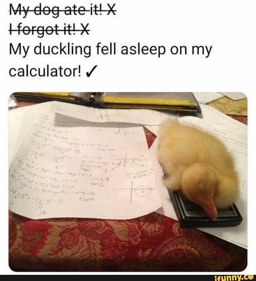 My My duckling fell asleep on my
calculator! Y