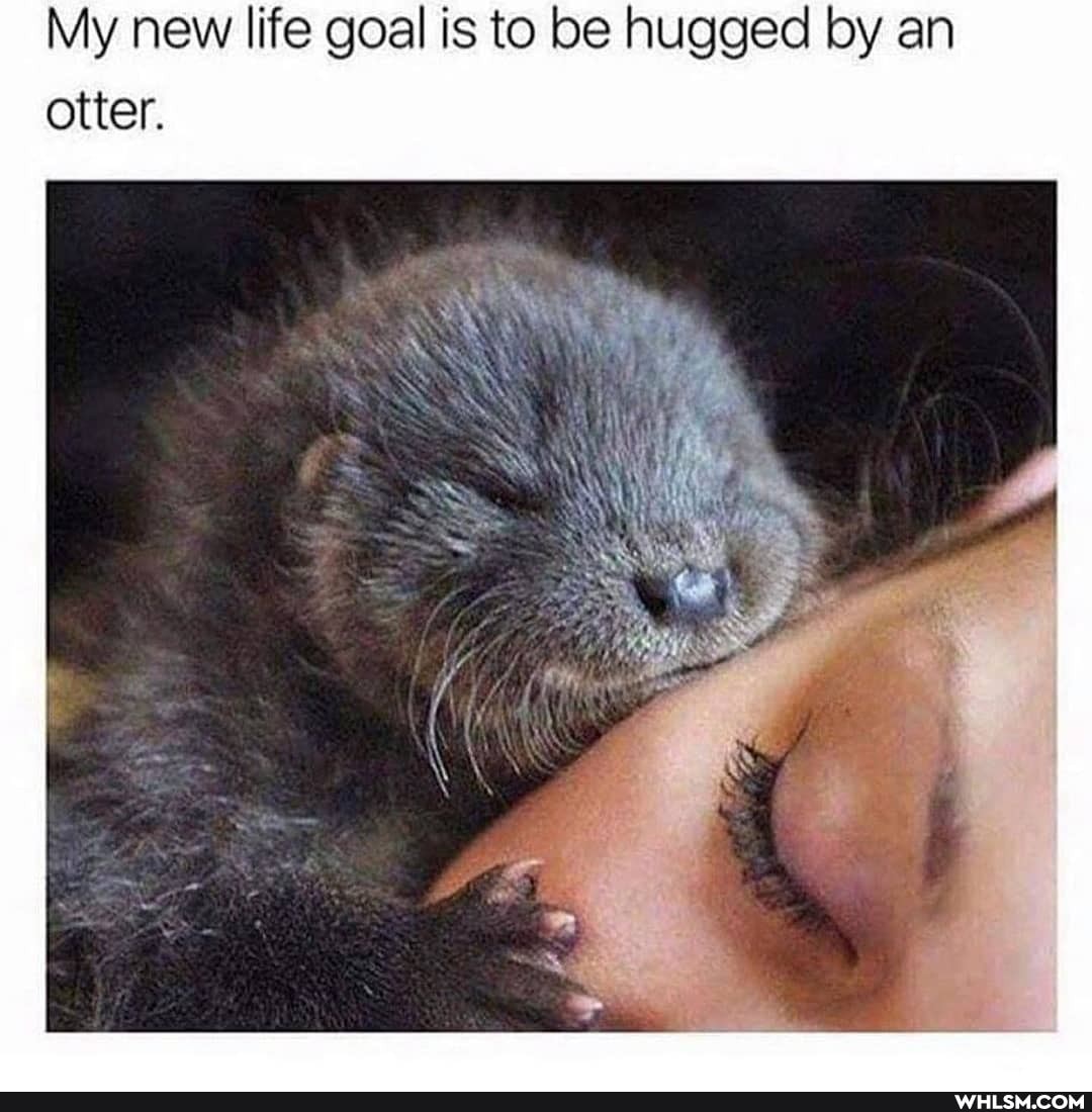 My new life goal is to be hugged by an otter.