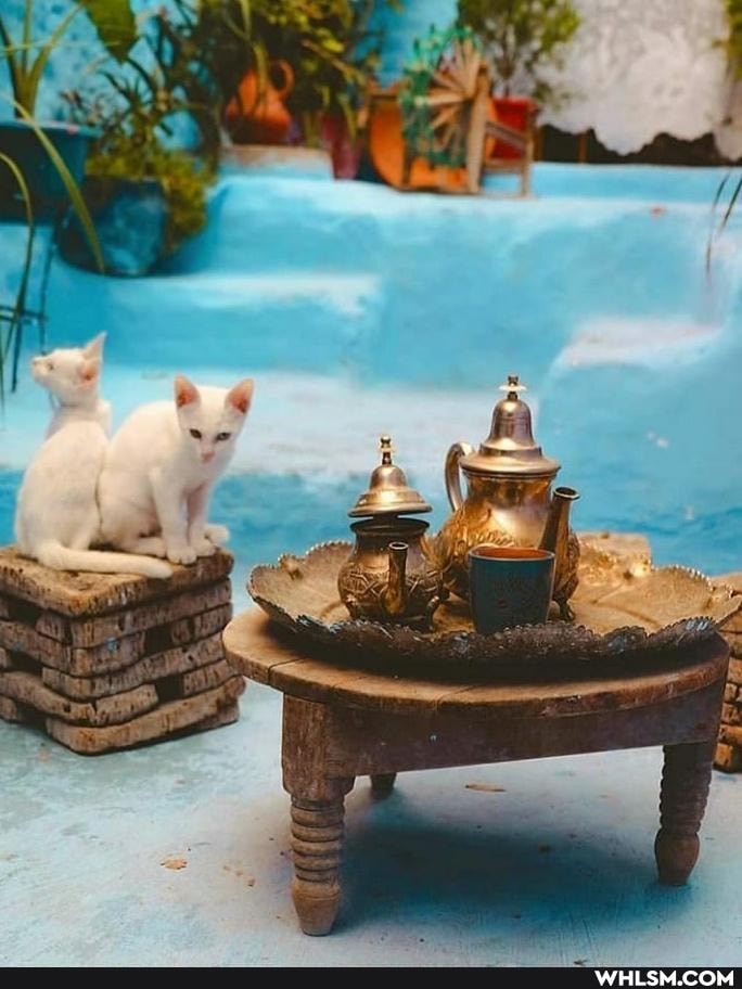 cat, cats, love, cute_animal