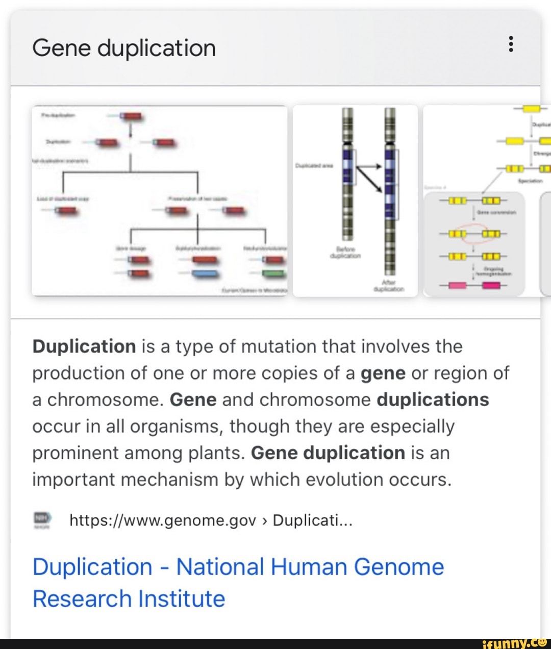 What Is Gene Duplication