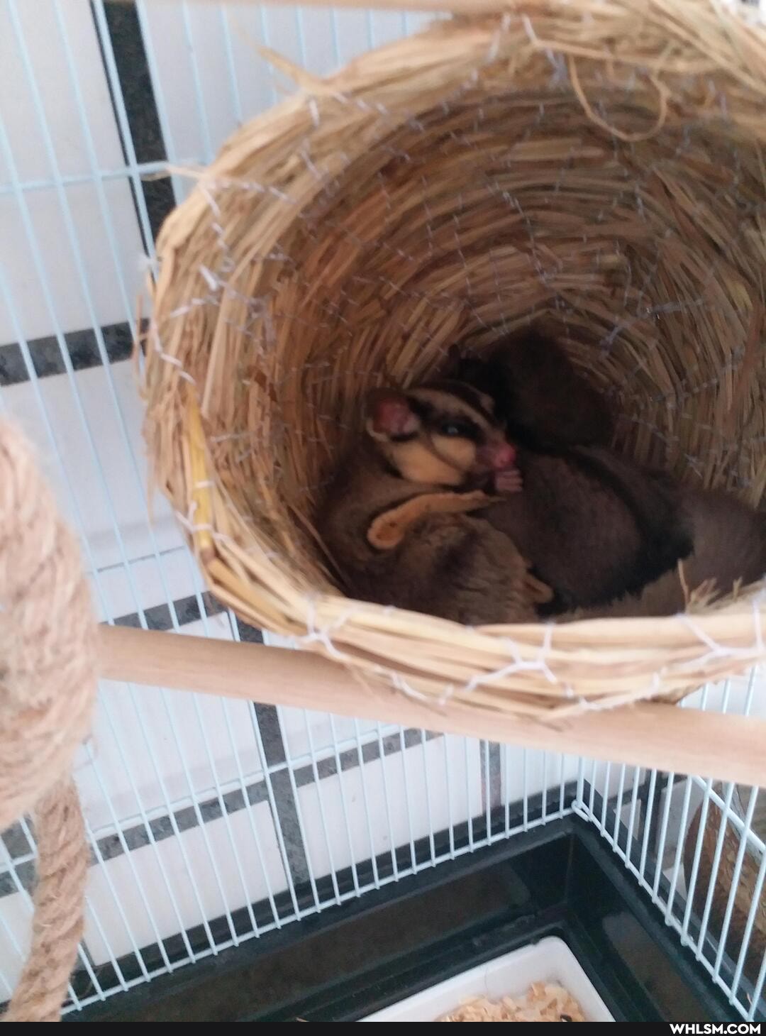 animal_rescue, advice_animals, sugar_glider, heeeeeelp