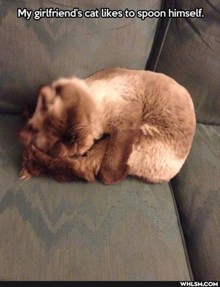 My girlfriend's cat likes to spoon himself.
SS