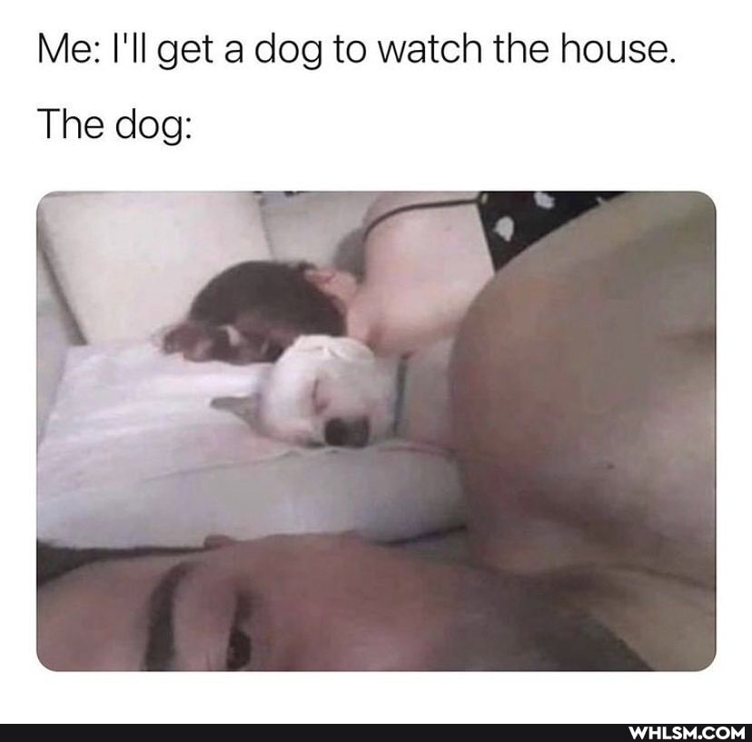 Me: I'll get a dog to watch the house.
The dog: