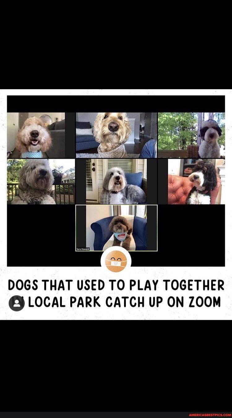 DOGS THAT USED TO PLAY TOGETHER LOCAL PARK CATCH UP ON ZOOM