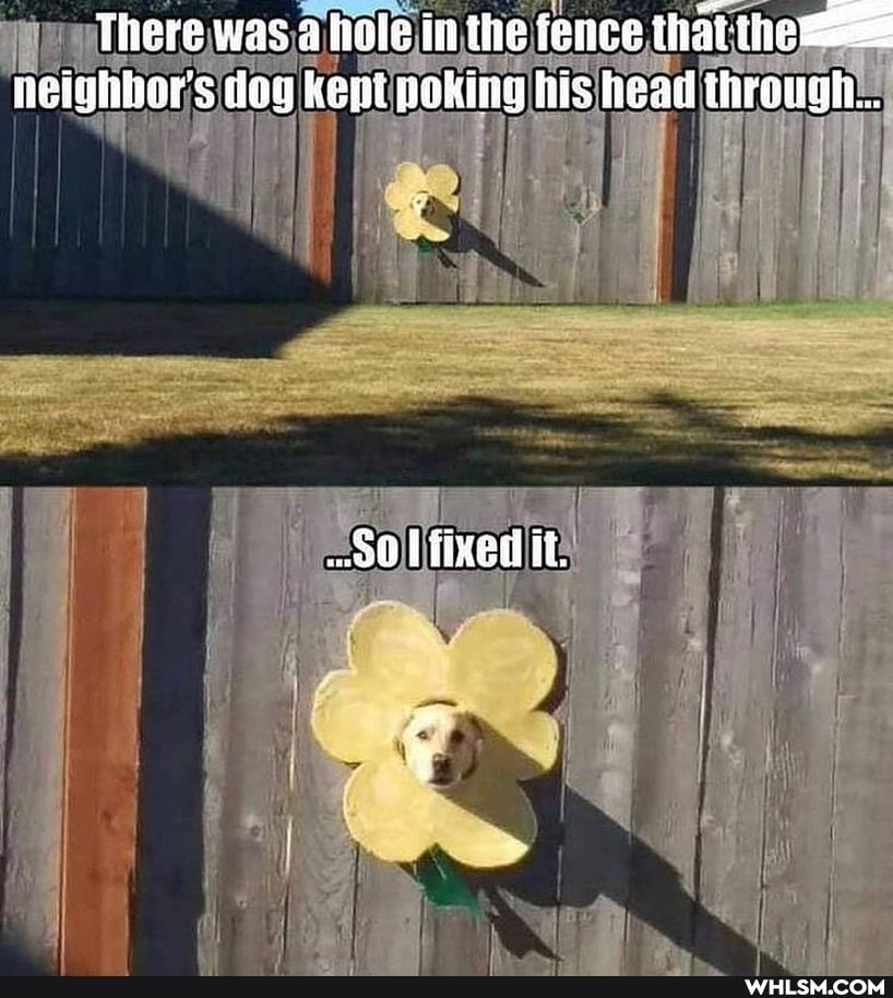 There was a hole in the ience neighbor's deg kept poking his head throwah..
00 Tied it.