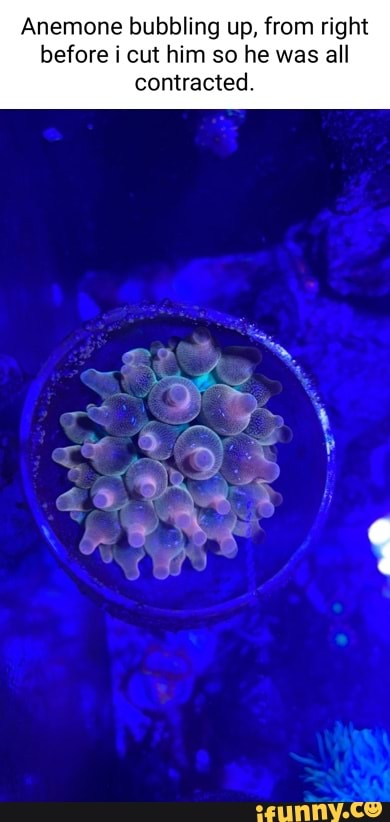 Anemone bubbling up, from right
before i cut him so he was all contracted.