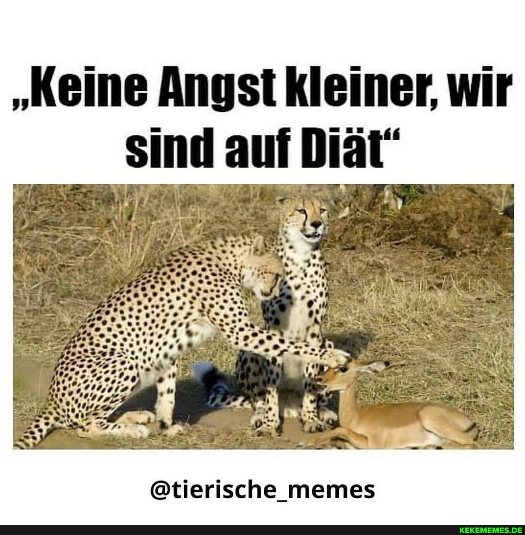 "Keine Anyst kleiner, wir sind auf Diät"
@tierische memes