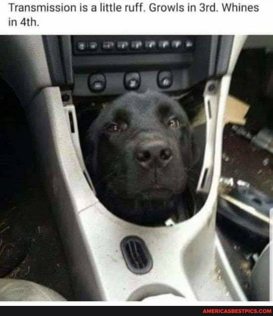 Transmission is a little ruff. Growls in Whines in