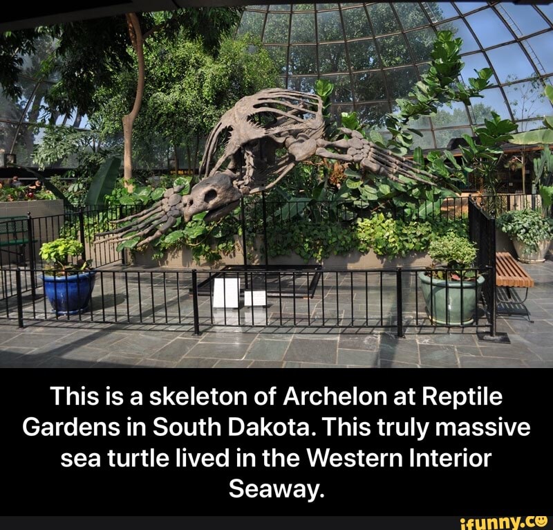 This Is A Skeleton Of Archelon At Reptile Gardens In South Dakota This Truly Massive Sea