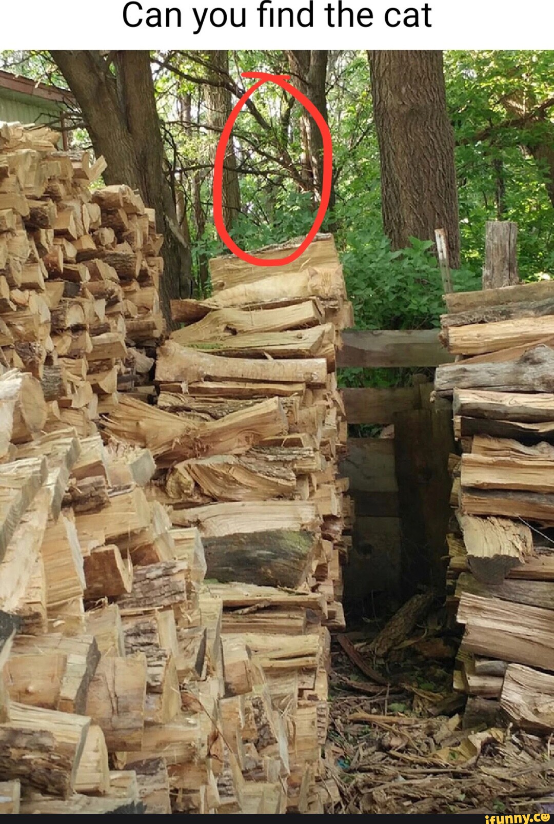 Can you find the cat iFunny