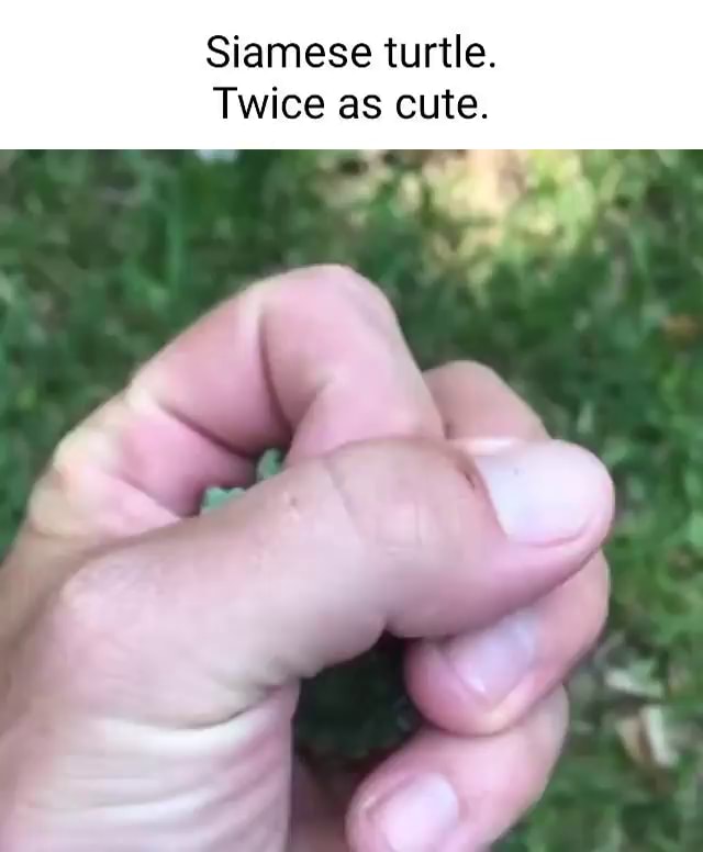 Siamese Turtle Twice As Cute