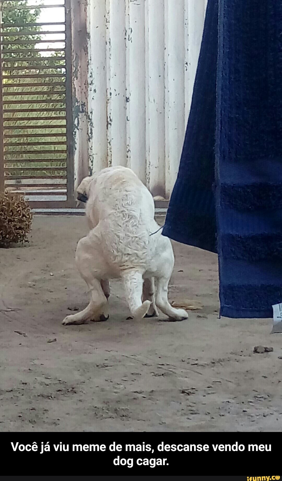 Você já viu meme de mais, descanse vendo meu dog cagar. - Você já viu meme de mais, descanse vendo meu dog cagar.
