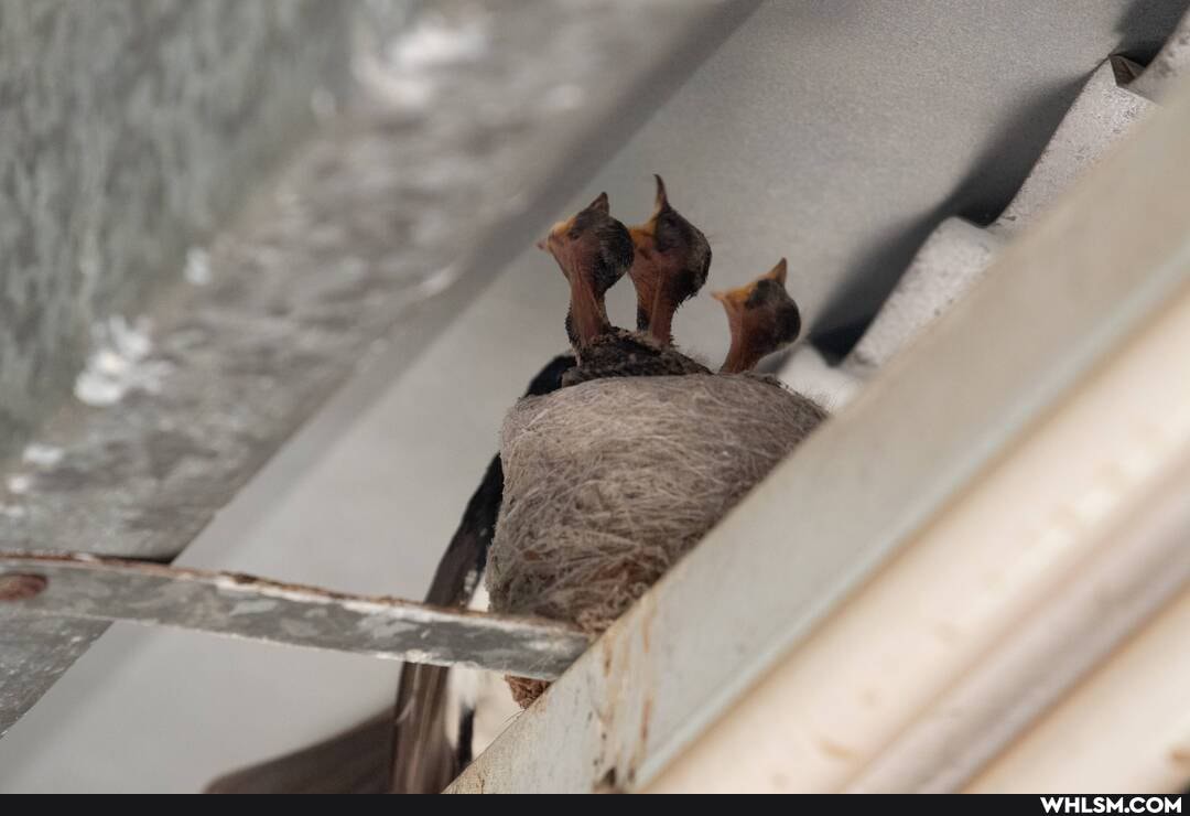 nature, australia, birds, baby_animals, wildlife_photography