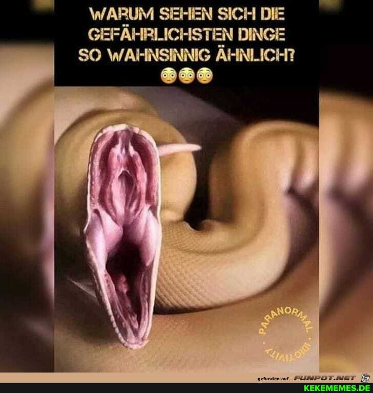 \WARUM SEHEN SICH DIE
GEFÄHRLICHSTEN DINGE SO WAHNSINNIG ÄHNLICH?