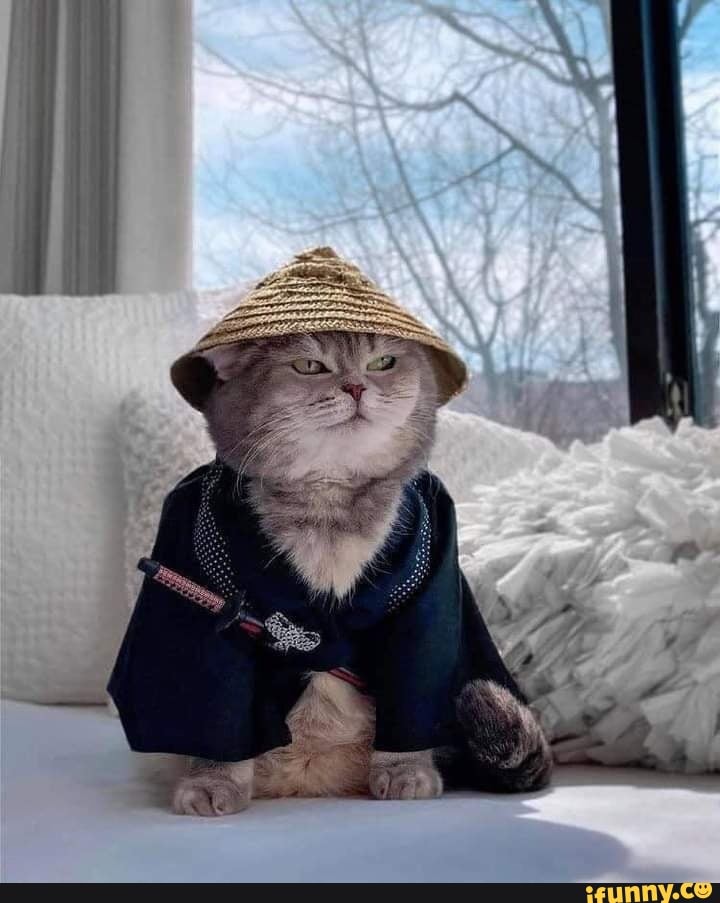 alternatefeatures, alternativefeatures, feature, featureworthy, featured, dank, adorable, cats, cat, funny, cute, kitten, animal, kittens, animals, kitty