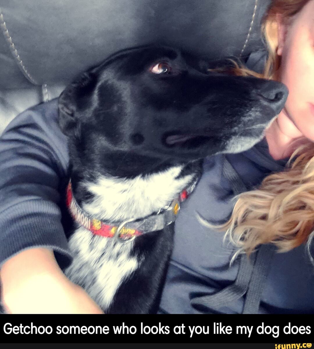 Getchoo someone who looks at you like my dog does - Getchoo someone who looks at you like my dog does