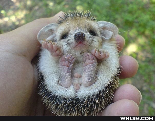 nature, aww, baby_animals, cuteness_overload, cute_animal