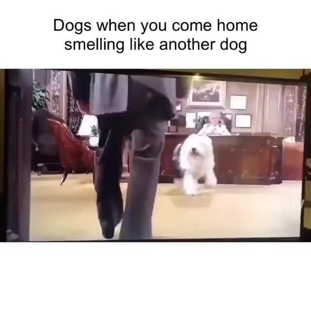 Dogs when you come home smelling like another dog )