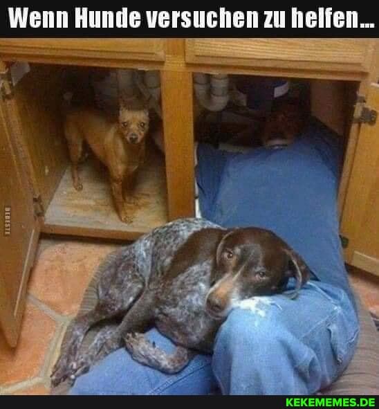 Wenn Hunde versuchen zu helfen...