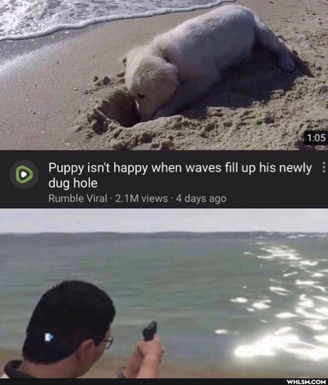 Puppy isn't happy when waves fill up his newly
dug hole
Rumble Viral 2.1M views 4 days ago