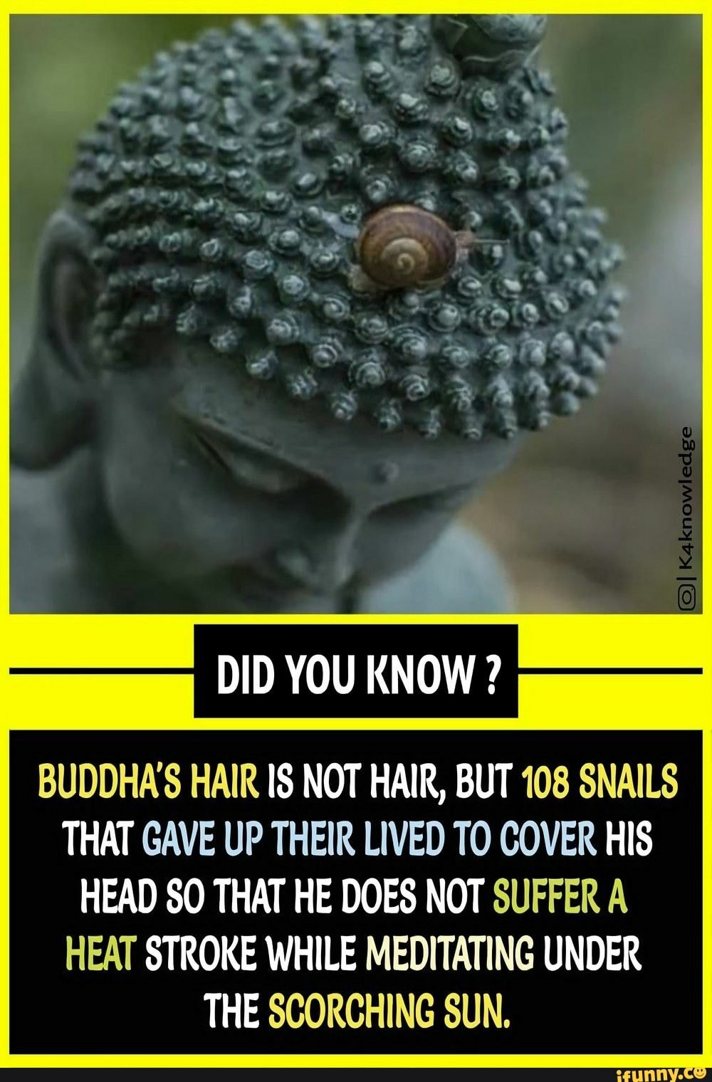 DID YOU KNOW ? BUDDHA'S HAIR IS NOT HAIR, BUT 108 SNAILS THAT GAVE UP THEIR  LIVED