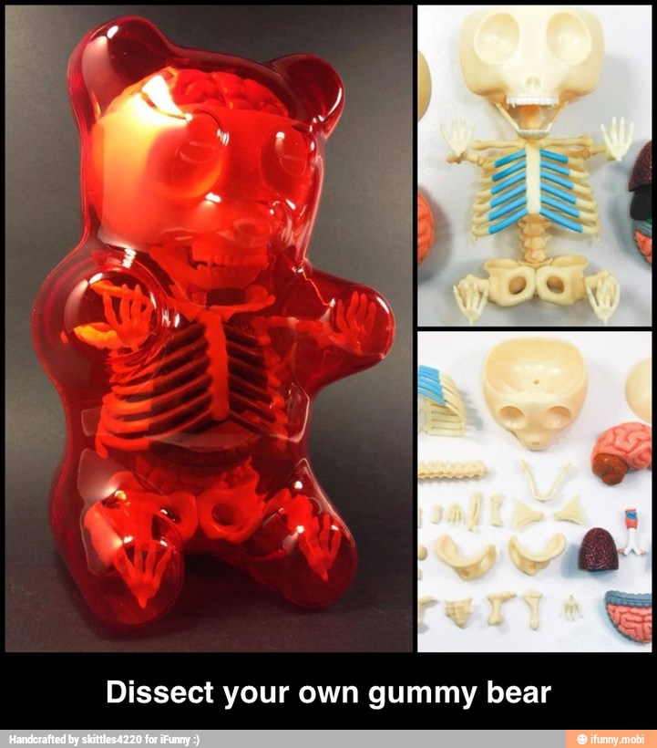 Dissect your own gummy bear - Dissect your own gummy bear