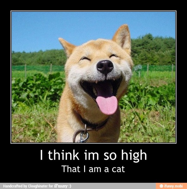 k im so high - I think im so high
That I am a cat