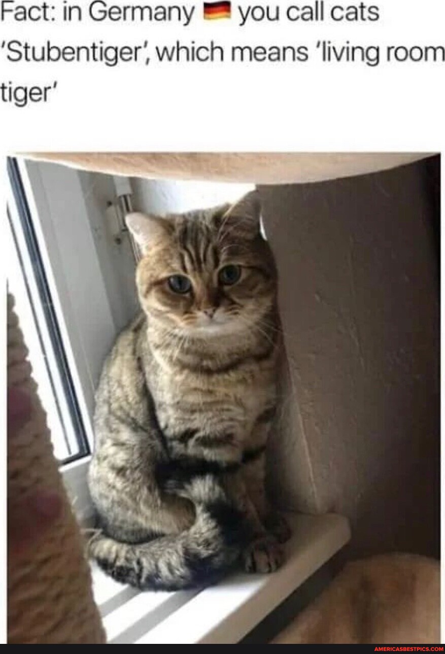 fact-in-germany-you-call-cats-stubentiger-which-means-living-room