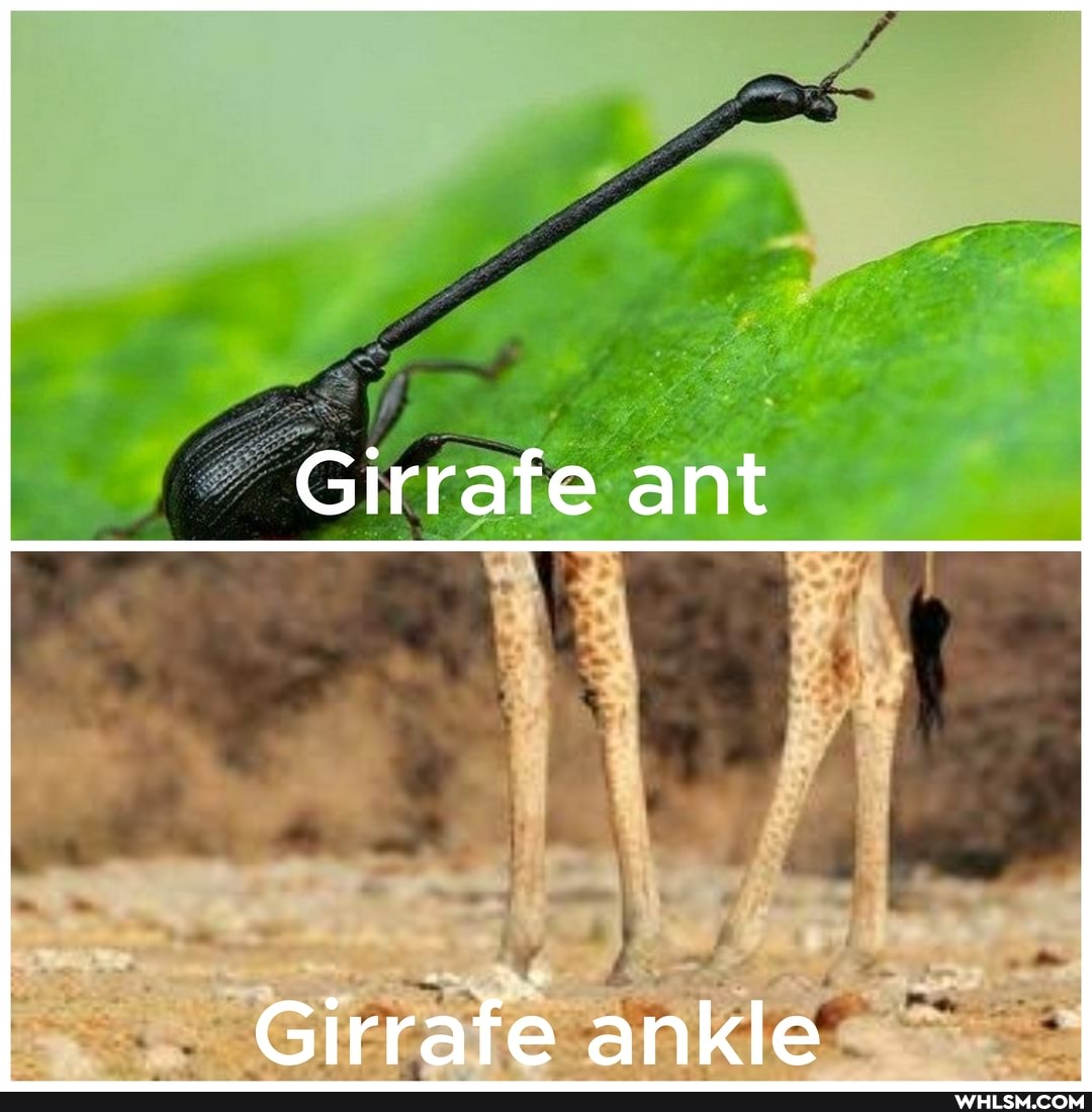 Girrafe ant
Girrafe ankle
