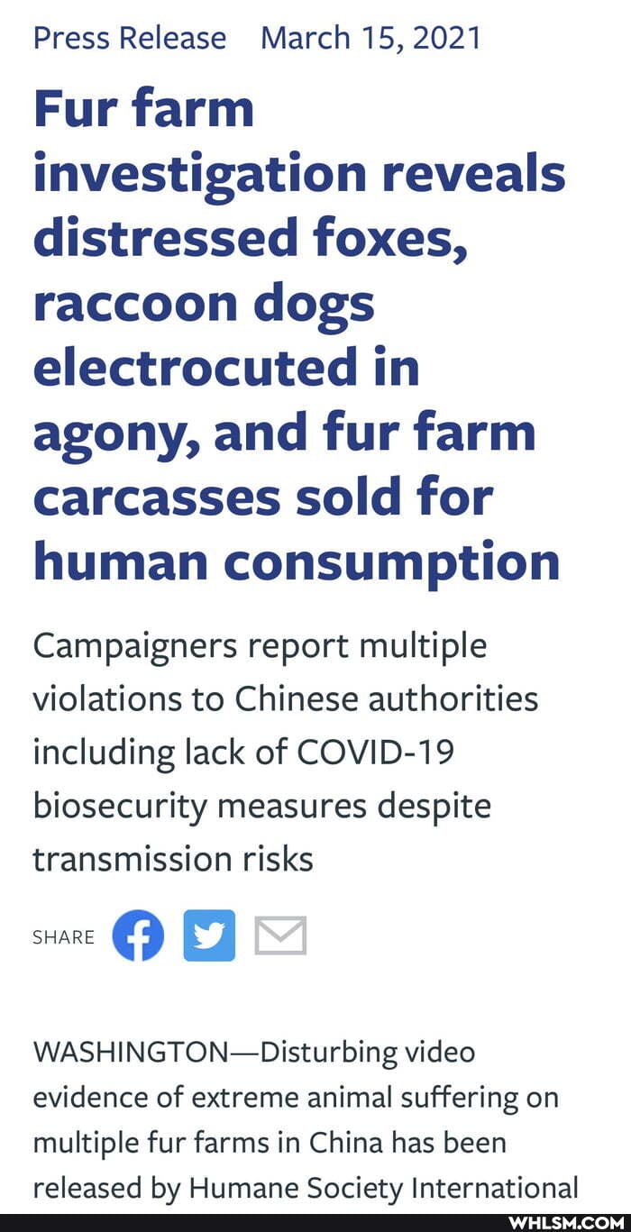 Press Release March 15, 2021
Fur farm investigation reveals distressed foxes, raccoon dogs electrocuted in agony, and fur farm carcasses sold for human consumption
Campaigners report multiple violations to Chinese authorities including lack of COVID-19
biosecurity measures despite transmission risks
SHARE
WASHINGTON- Disturbing video evidence of extreme animal suffering on multiple fur farms in China has been releaced hy Hiimane Society International