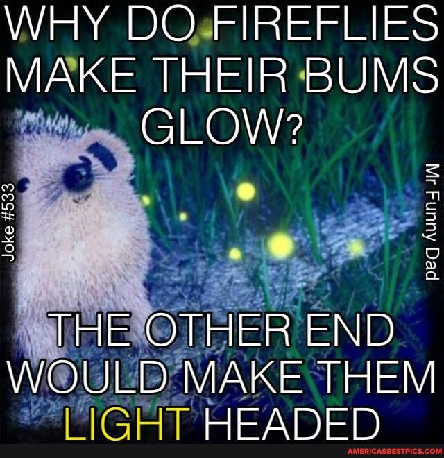 WHY DO FIREFLIES MAKE THEIR BUMS GLOW?
mm
THE OTHER END WOULD MAKE THEM
LIE ER