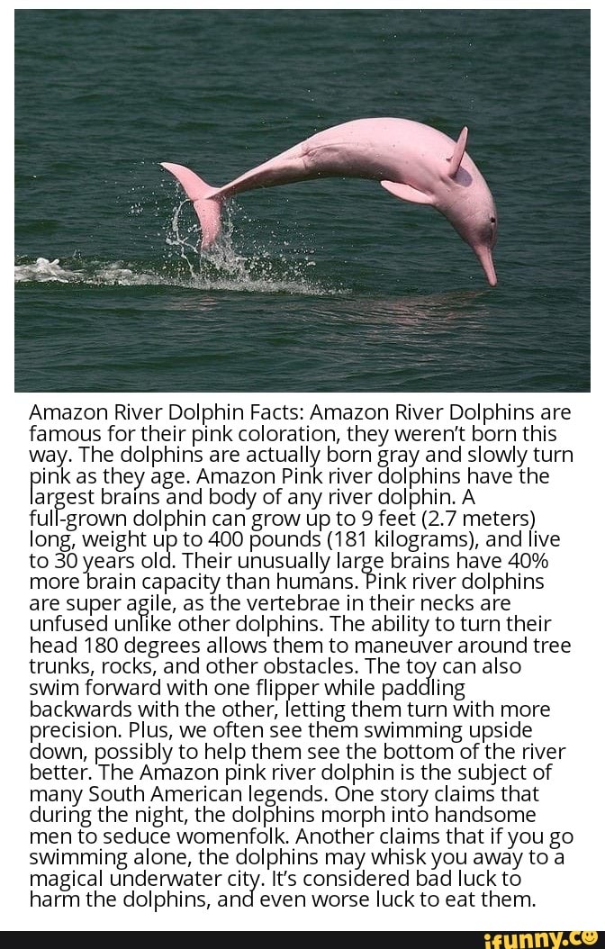 Dolphin Facts