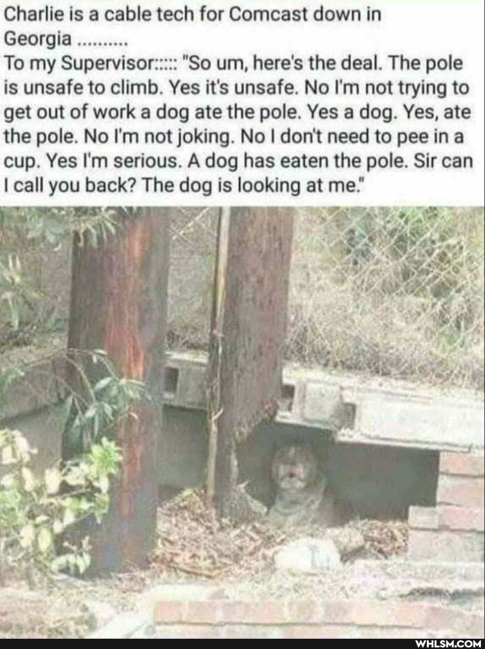 Charlie is a cable tech for Comcast down in
Georgia
To my Supervisor::::: "So um, here's the deal. The pole is unsafe to climb. Yes it's unsafe. No I'm not trying to get out of work a dog ate the pole. Yes a dog. Yes, ate the pole. No I'm not joking. No I don't need to pee ina cup. Yes I'm serious. A dog has eaten the pole. Sir can
I call you back? The dog is looking at me."