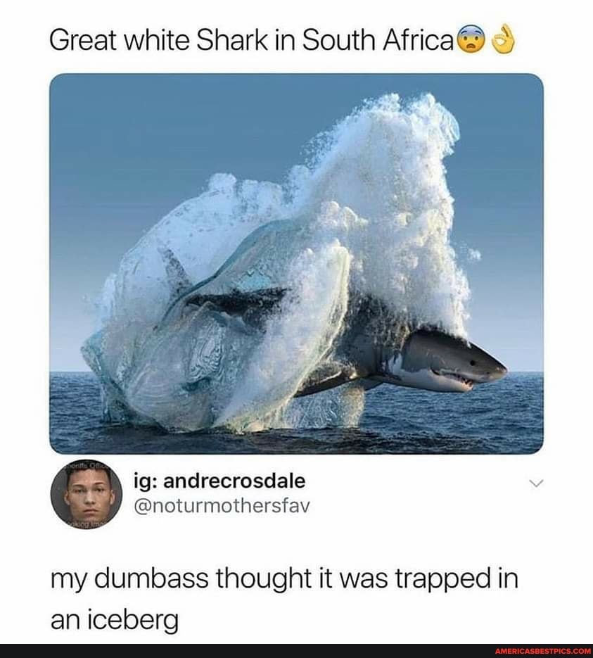 Great white Shark in South Africa@
ig: andrecrosdale
my dumbass thought it was trapped in an iceberg
