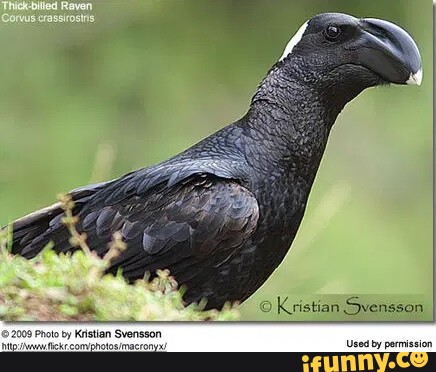 Svensson memes. Best Collection of funny Svensson pictures on iFunny