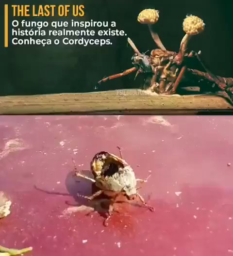 The Last of Us: Fungo Cordyceps é real e existe no Brasil