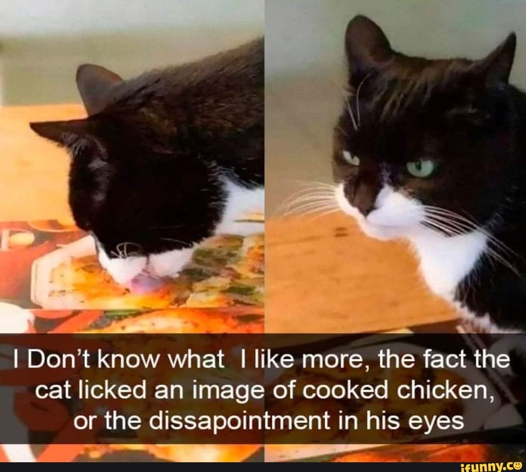 SS
I Don't know what I like more, the fact the cat licked an image of cooked chicken, or the dissapointment in his eyes