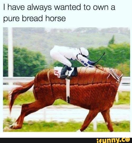 ] have always wanted to own a pure bread horse - )