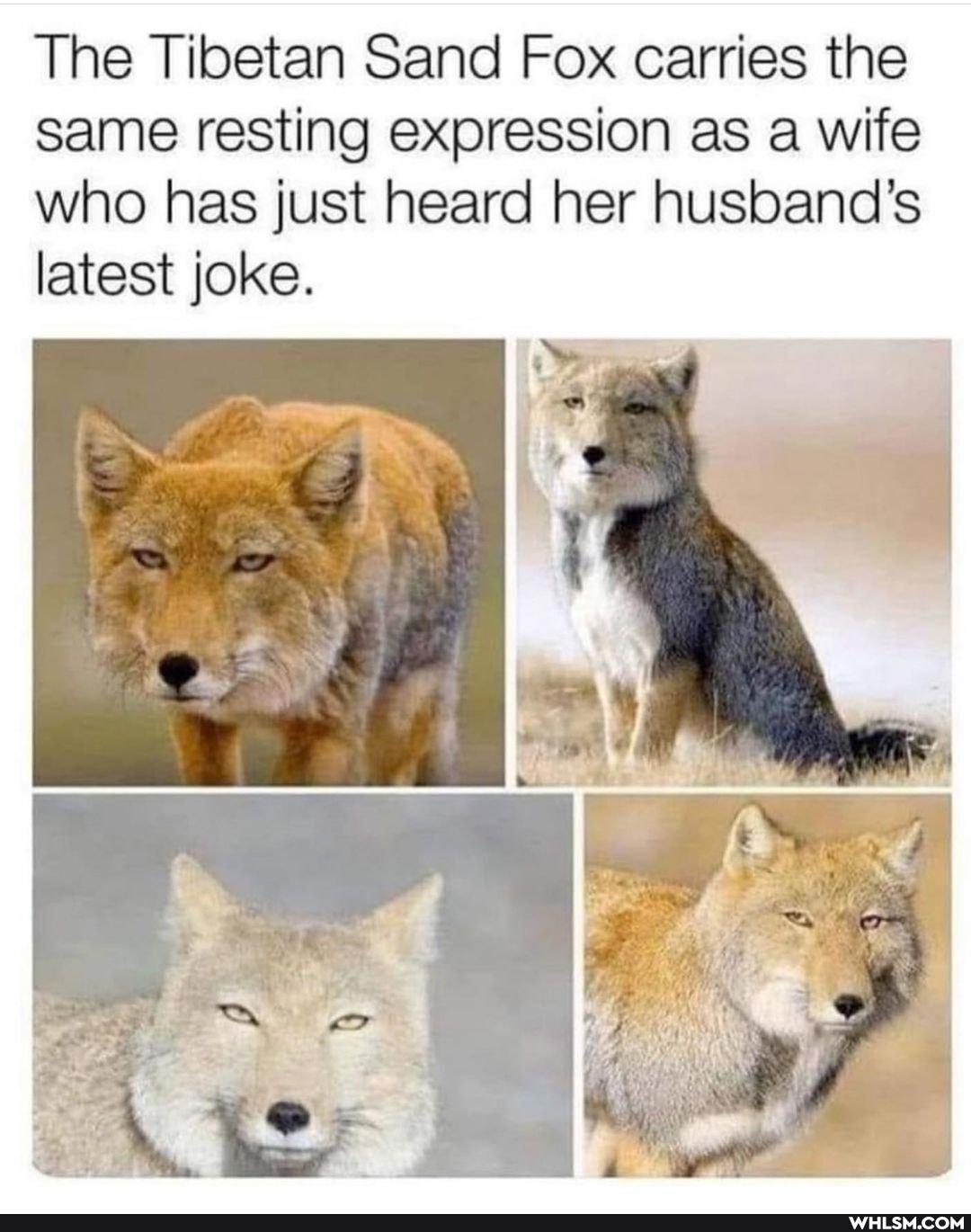 The Tibetan Sand Fox carries the same resting expression as a wife who has just heard her husband's latest joke.