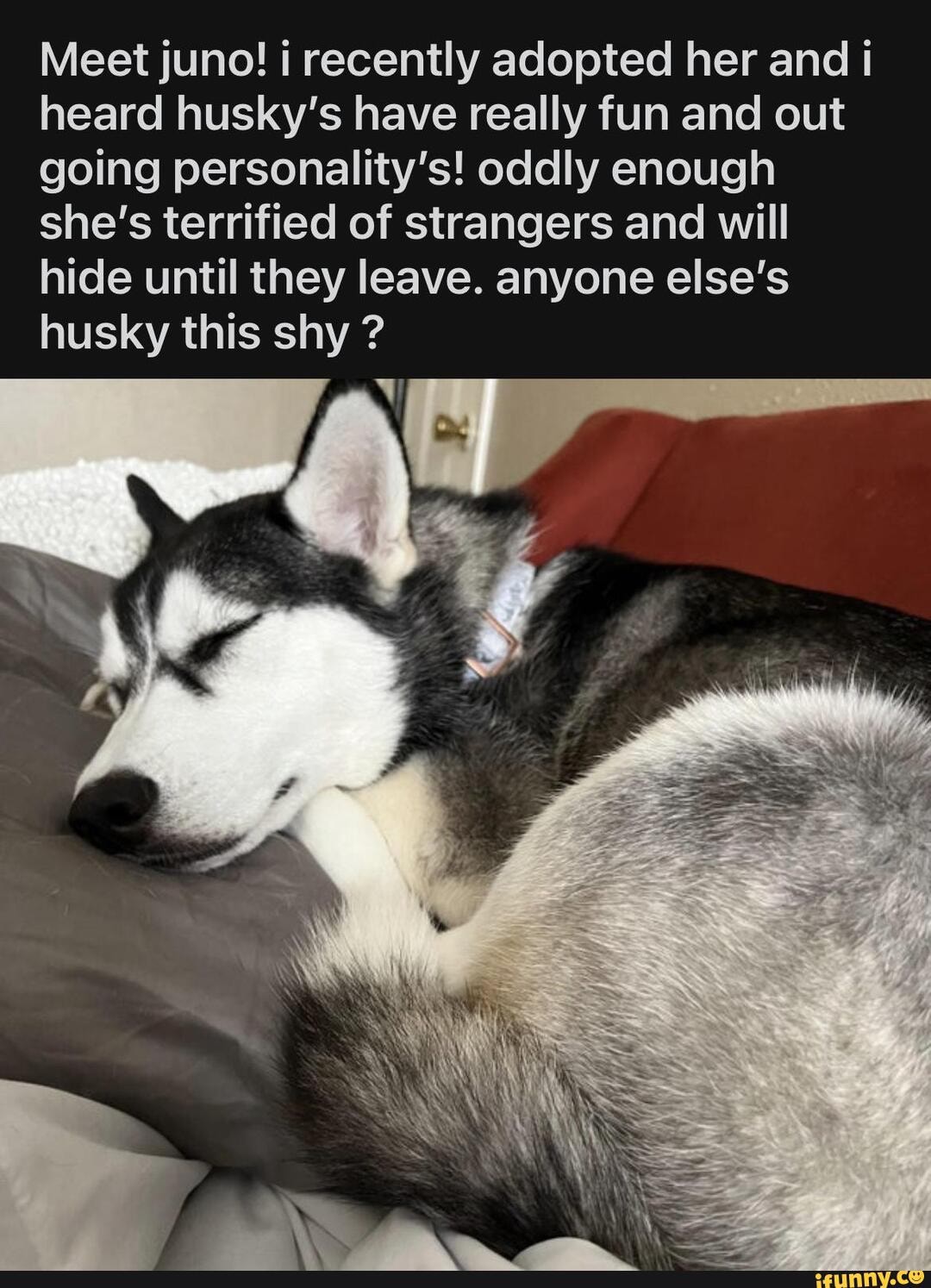 Huskys memes. Best Collection of funny Huskys pictures on iFunny